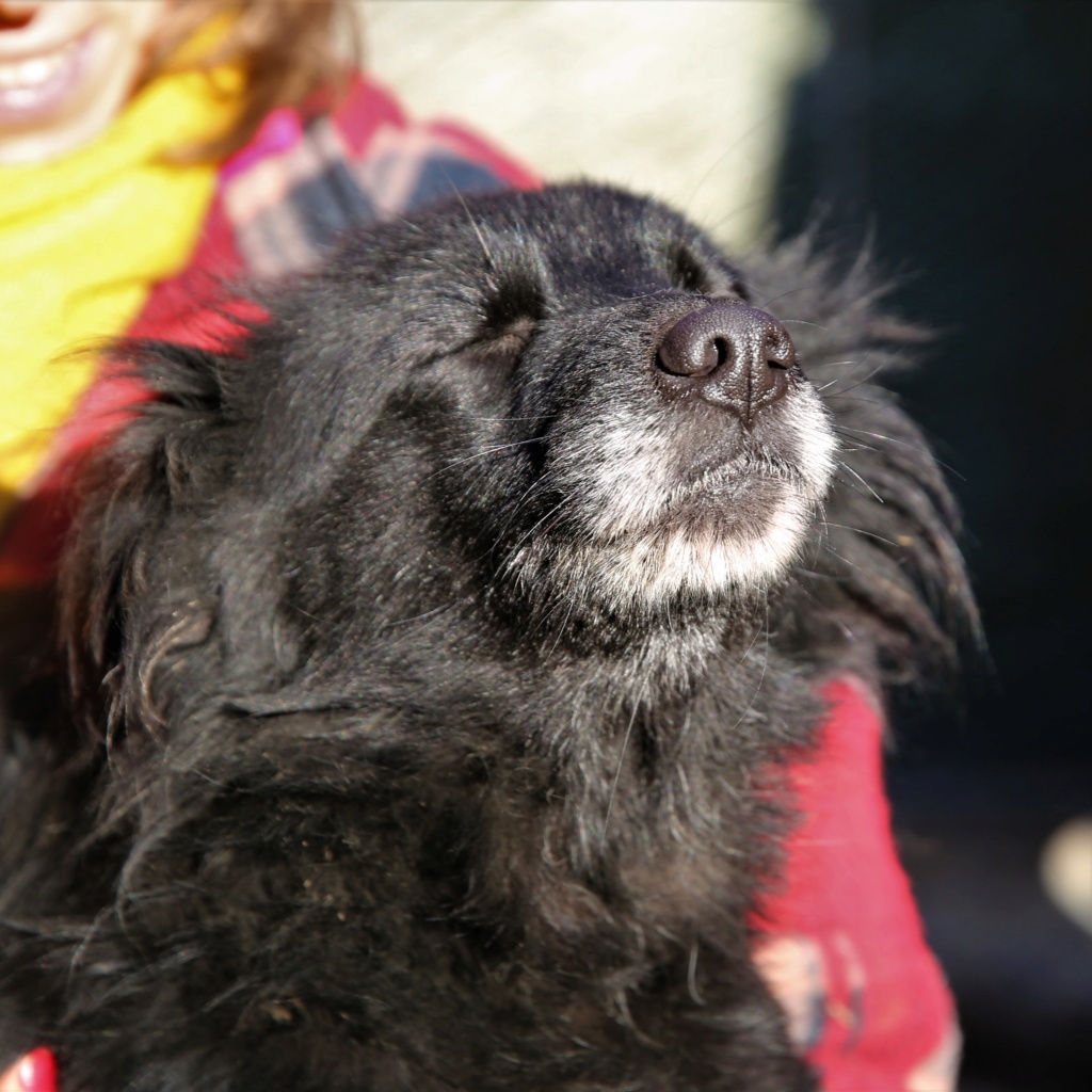 Dolly, chienne nee en janvier 2012 Hx9a3612