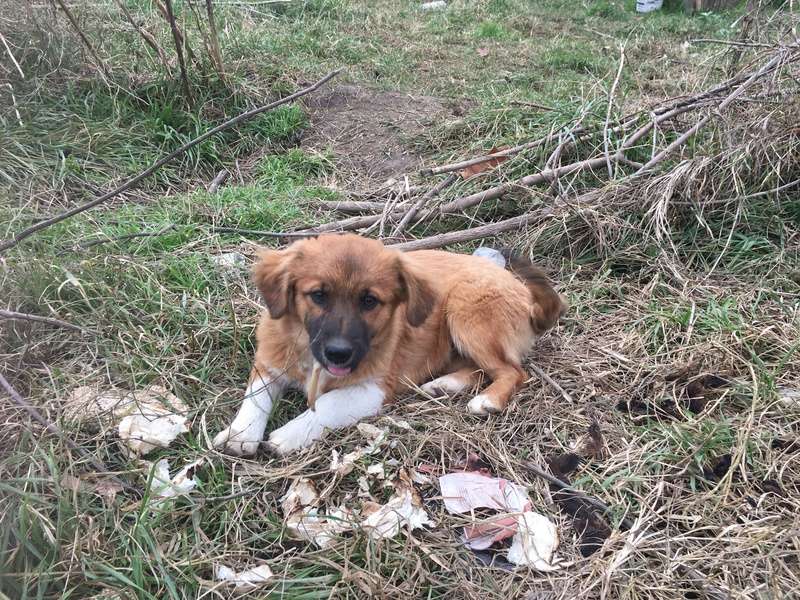 Prince, petit chiot abandonné au refuge, née en août 2016  Img_3910