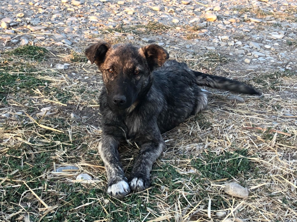 Parker, petit mâle né en avril 2019  Parker11