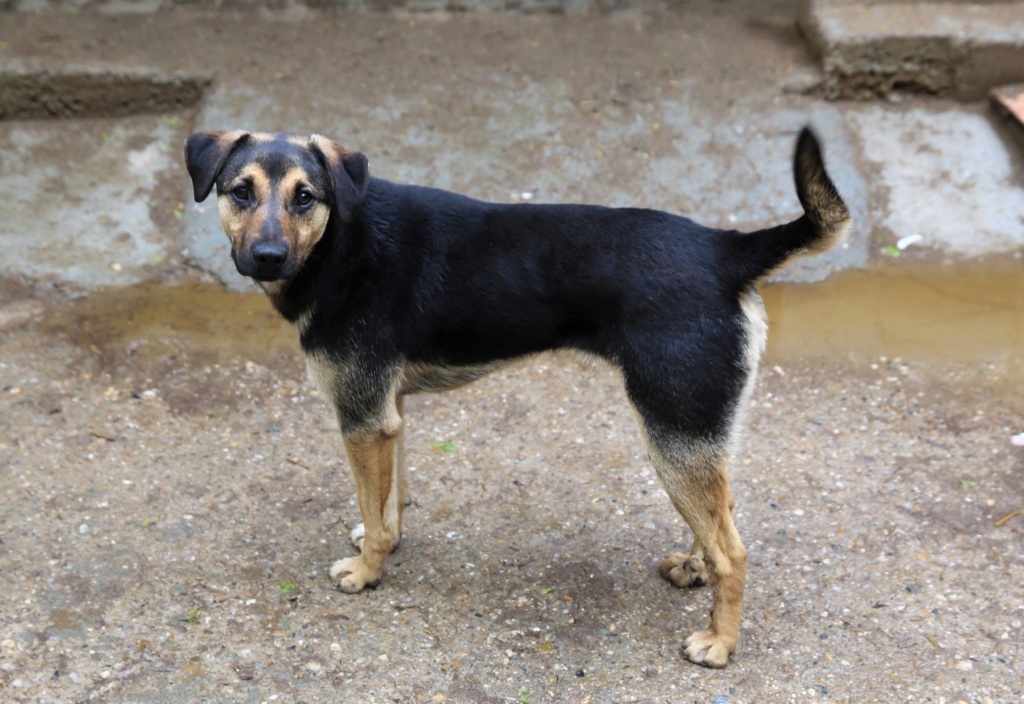 Rufus, petit mâle né en novembre 2018 place et adopte a sans famille Rufus510