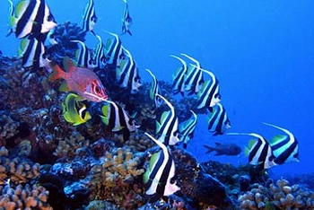 La taille des poissons est destinée à diminuer. Les-po10