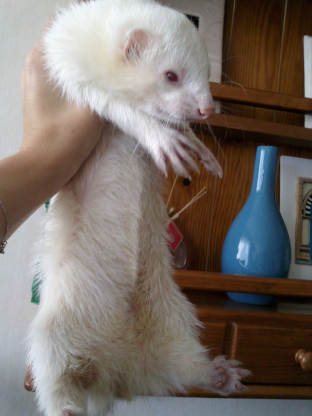 [Décédé] Kinopio, mâle albinos - Page 2 Photo010