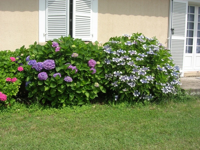 des hortensias bien bleus Dscn8210