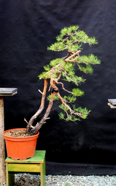 New Pine Sylvestris with problematic nebari  F110