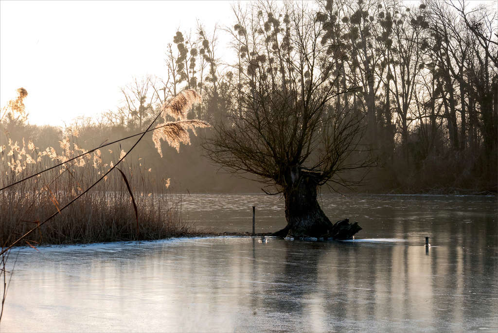 Paysages rhénans 2017-031