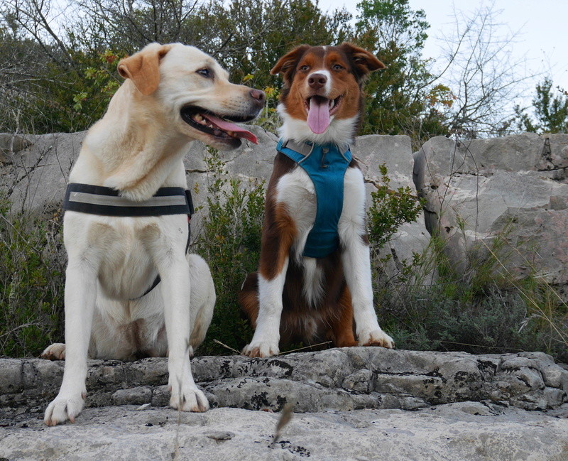 Dana et Ikka : labradorette et aussie trop chouettes ! - Page 6 P1080712