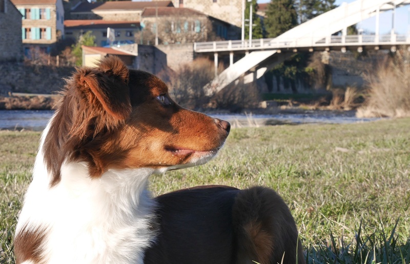 Dana et Ikka : labradorette et aussie trop chouettes ! - Page 6 P1080910