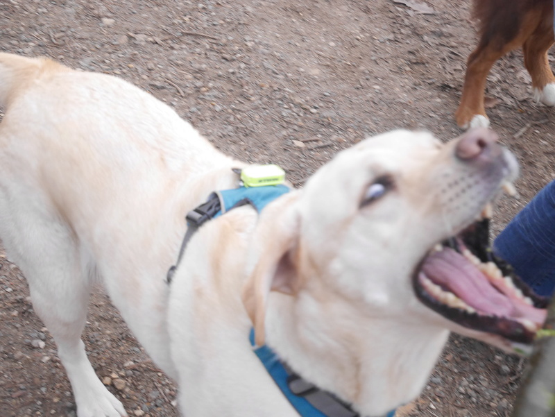 Dana et Ikka : labradorette et aussie trop chouettes ! - Page 7 P1090113