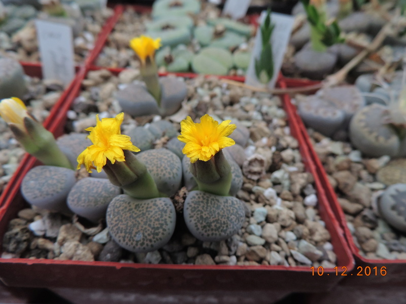 Cacti and Sukkulent in Köln, every day new flowers in the greenhouse Part 155 Bild1002