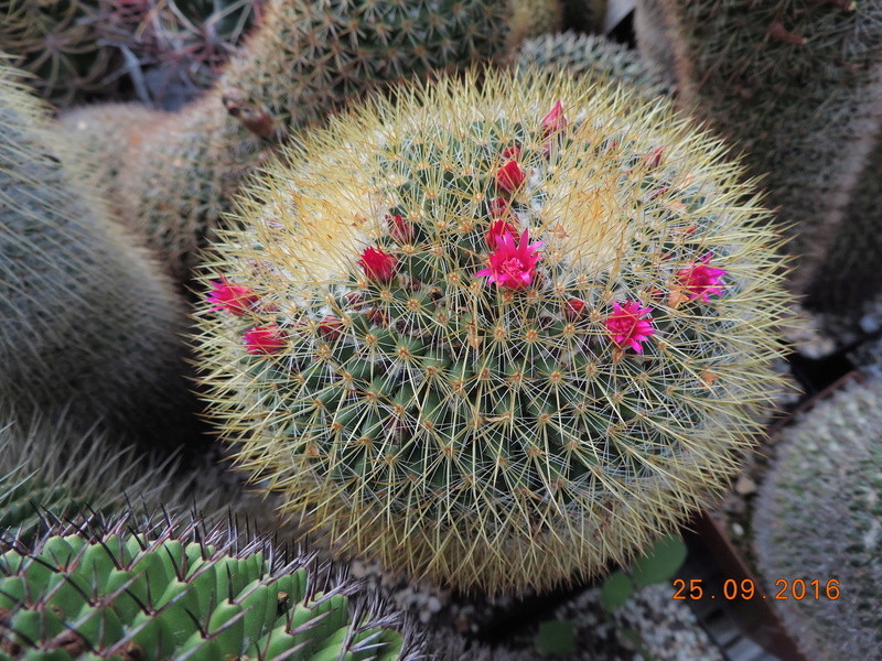 Cacti and Sukkulent in Köln, every day new flowers in the greenhouse Part 155 Bild1039