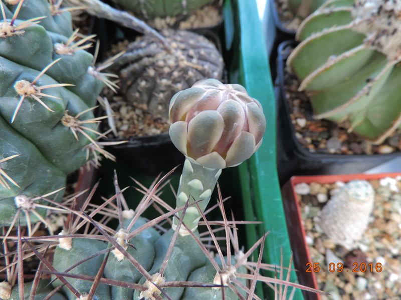 Cacti and Sukkulent in Köln, every day new flowers in the greenhouse Part 155 Bild1050