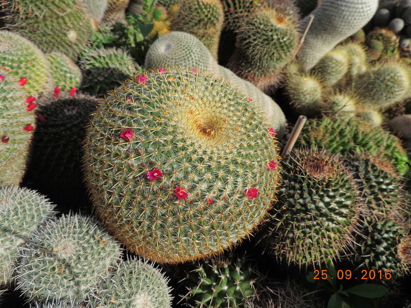 Cacti and Sukkulent in Köln, every day new flowers in the greenhouse Part 155 Bild1070