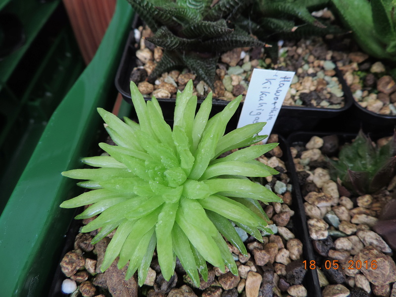 Cacti and Sukkulent in Köln, every day new flowers in the greenhouse Part 156 Bild1174