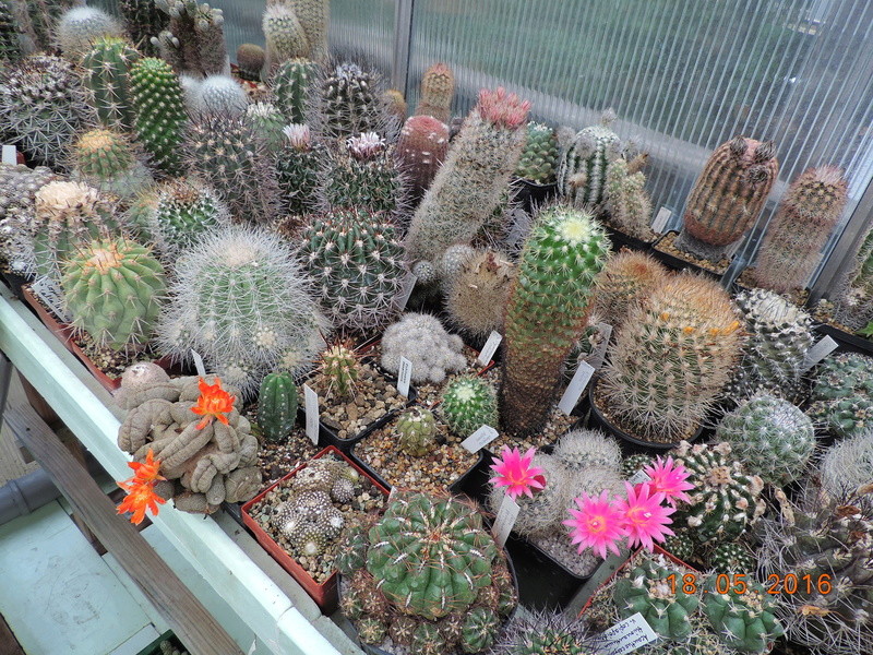 Cacti and Sukkulent in Köln, every day new flowers in the greenhouse Part 156 Bild1204
