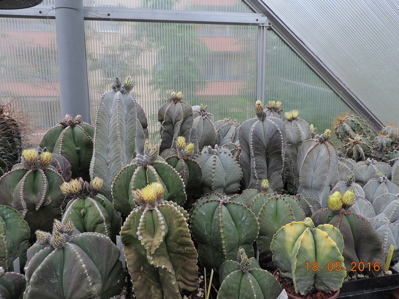 Cacti and Sukkulent in Köln, every day new flowers in the greenhouse Part 156 Bild1205