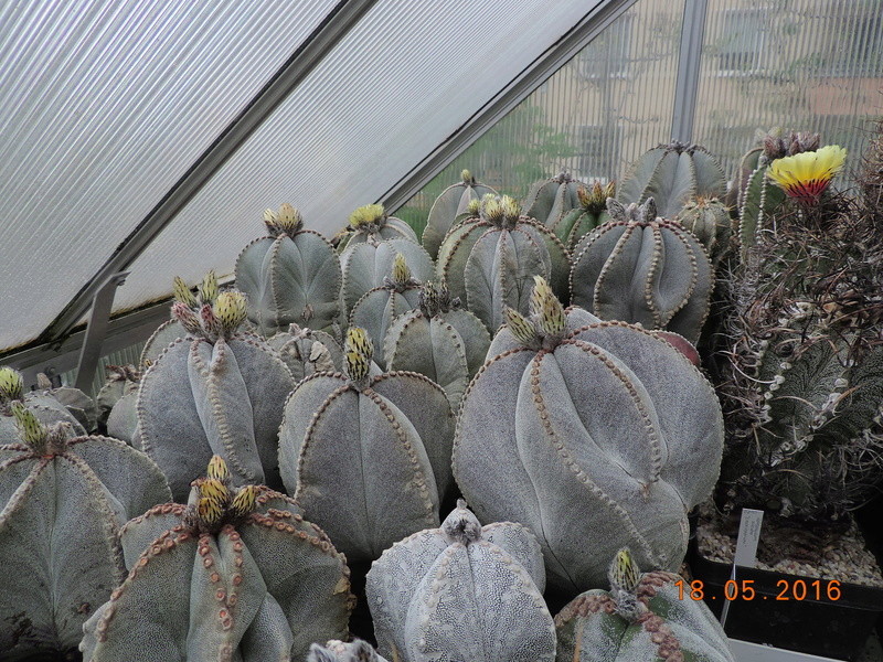 Cacti and Sukkulent in Köln, every day new flowers in the greenhouse Part 156 Bild1207