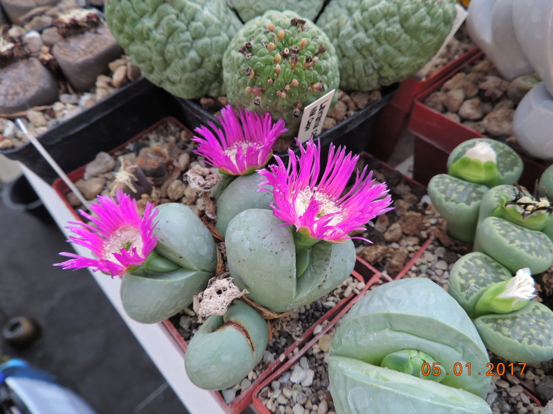 Cacti and Sukkulent in Köln, every day new flowers in the greenhouse Part 156 Bild1224