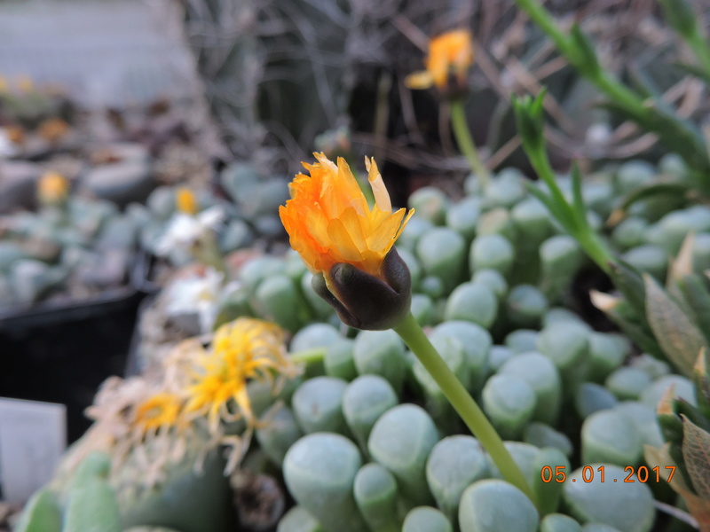 Cacti and Sukkulent in Köln, every day new flowers in the greenhouse Part 156 Bild1230