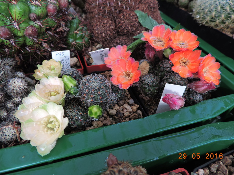 Cacti and Sukkulent in Köln, every day new flowers in the greenhouse Part 157 Bild1286