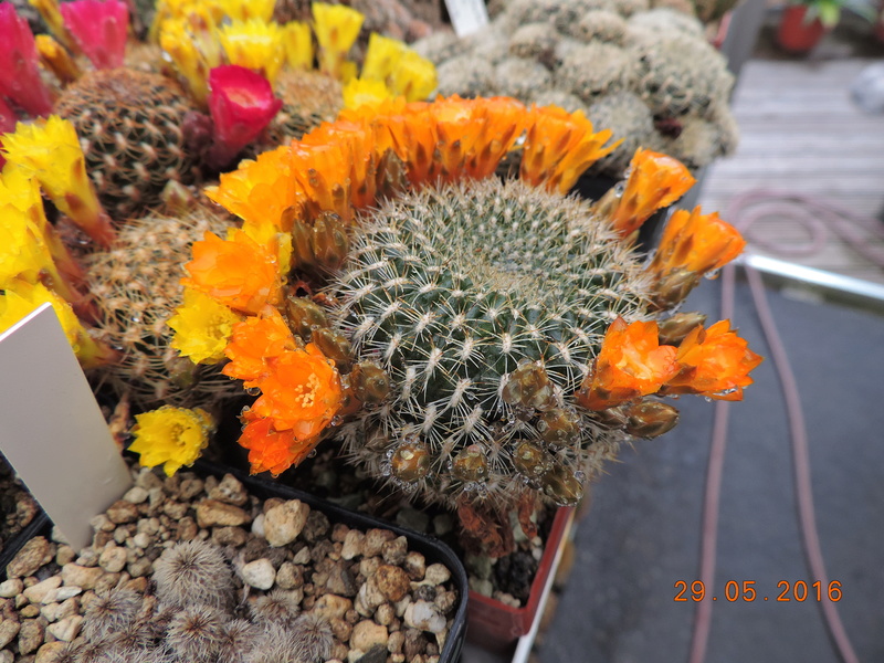 Cacti and Sukkulent in Köln, every day new flowers in the greenhouse Part 157 Bild1334