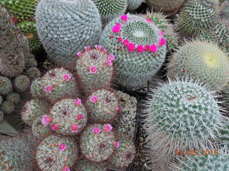 Cacti and Sukkulent in Köln, every day new flowers in the greenhouse Part 157 Bild1365