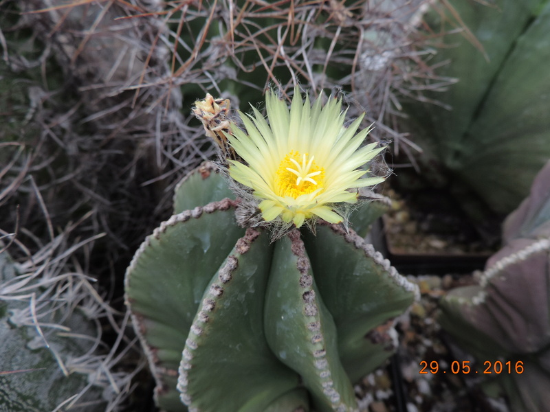 Cacti and Sukkulent in Köln, every day new flowers in the greenhouse Part 157 Bild1387