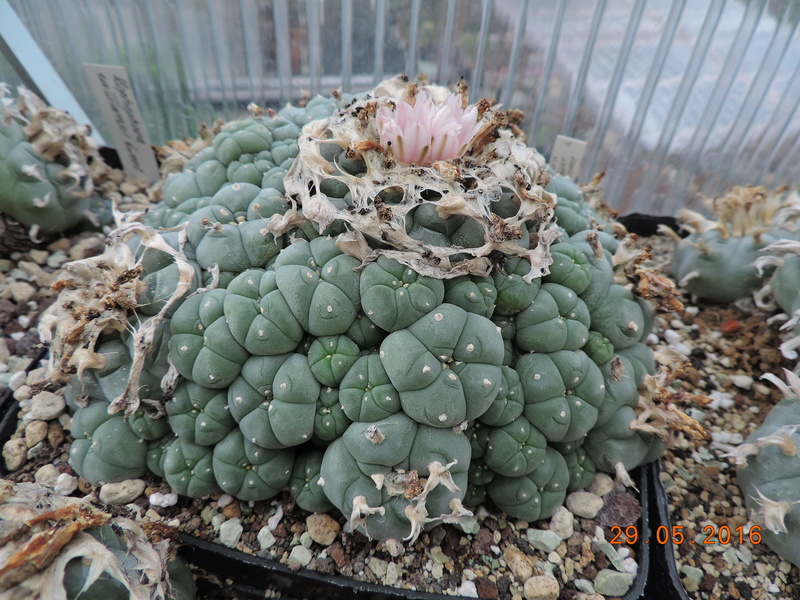 Cacti and Sukkulent in Köln, every day new flowers in the greenhouse Part 157 Bild1403