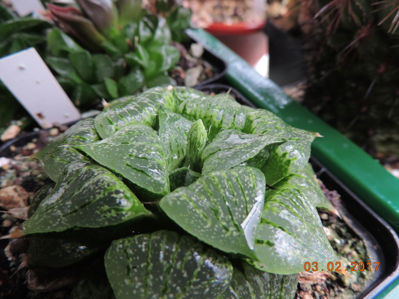 Cacti and Sukkulent in Köln, every day new flowers in the greenhouse Part 157 Bild1424