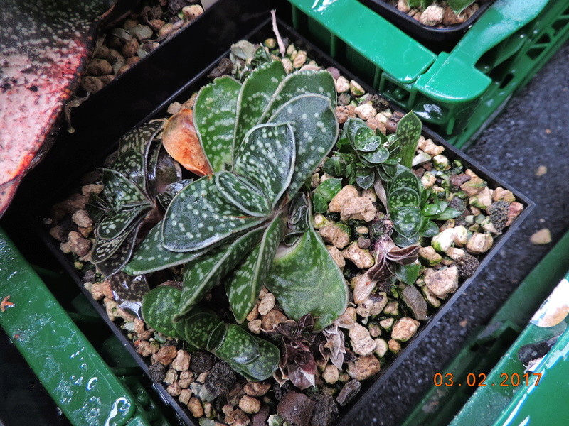 Cacti and Sukkulent in Köln, every day new flowers in the greenhouse Part 157 Bild1427