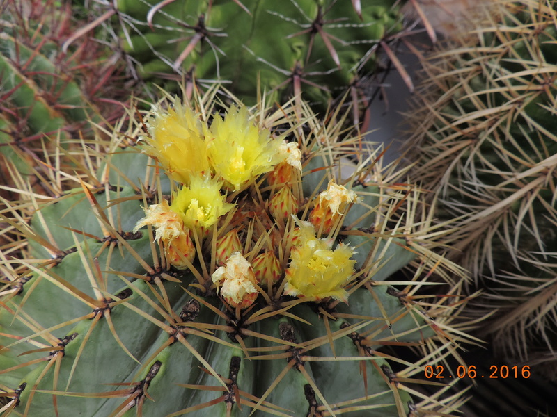 Cacti and Sukkulent in Köln, every day new flowers in the greenhouse Part 158 Bild1441