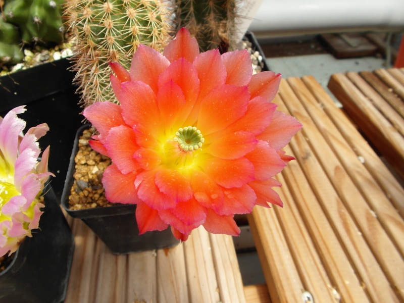 Cacti and Sukkulent in Köln, every day new flowers in the greenhouse Part 53 Bild_100