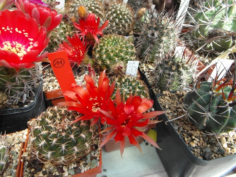 Cacti and Sukkulent in Köln, every day new flowers in the greenhouse Part 53 Bild_120