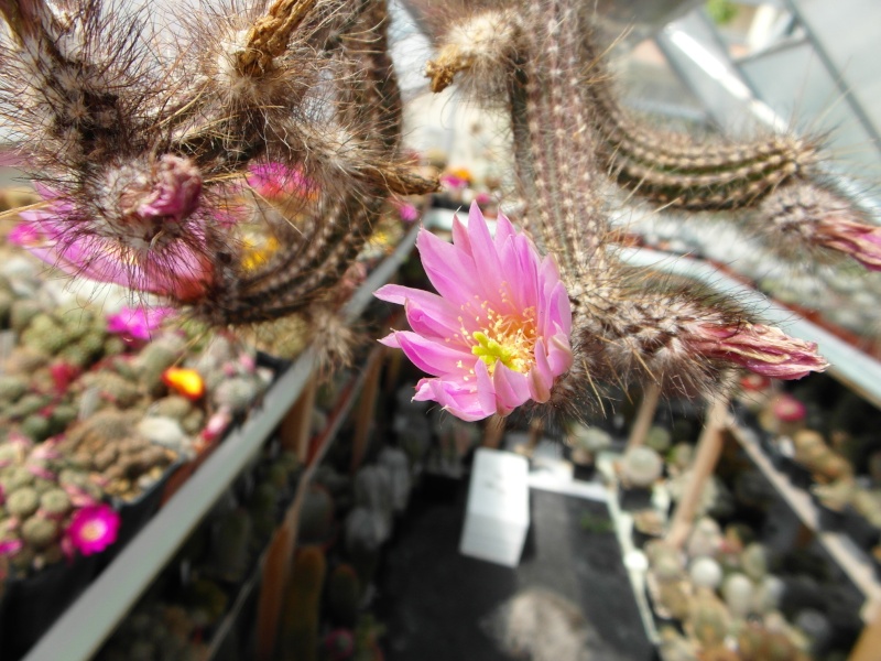 Cacti and Sukkulent in Köln, every day new flowers in the greenhouse Part 53 Bild_126