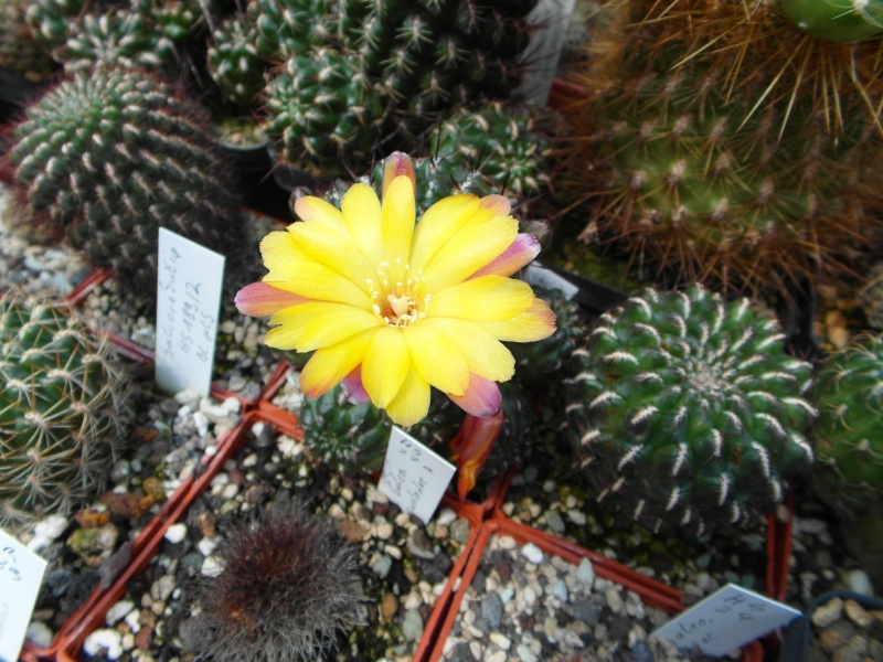 Cacti and Sukkulent in Köln, every day new flowers in the greenhouse Part 53 Bild_141