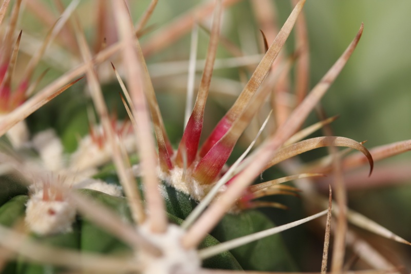 Cacti and Sukkulent in Köln, every day new flowers in the greenhouse Part 54 Bild_151