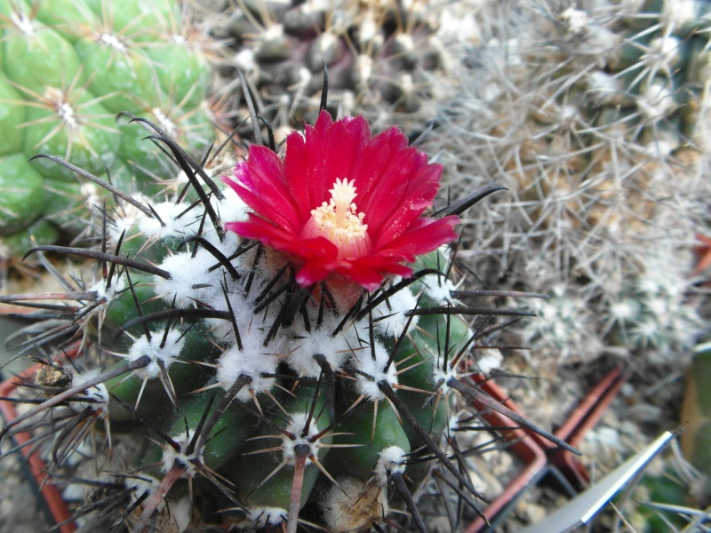 Cacti and Sukkulent in Köln, every day new flowers in the greenhouse Part 54 Bild_165