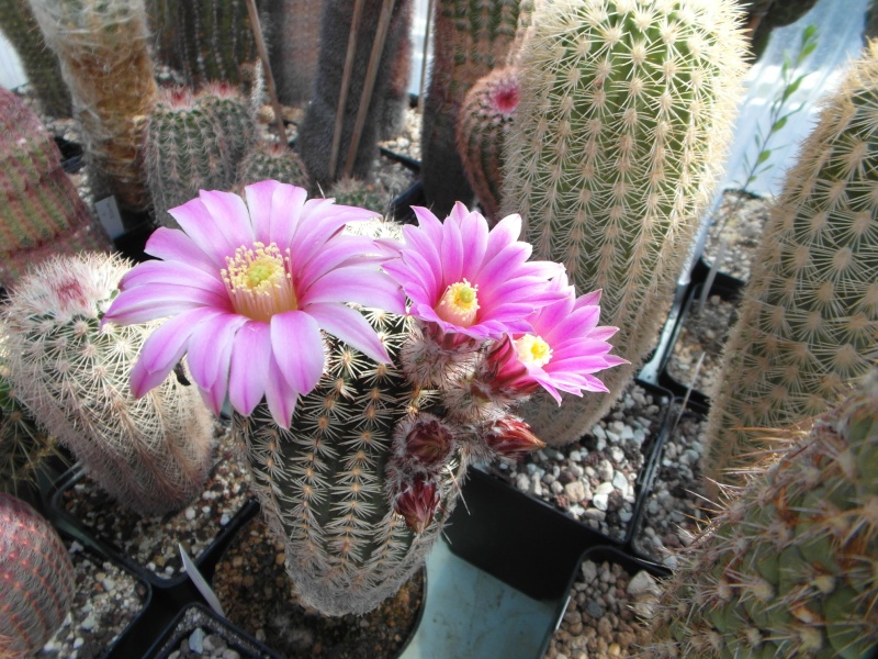 Cacti and Sukkulent in Köln, every day new flowers in the greenhouse Part 54 Bild_181