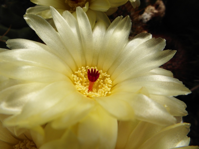 Cacti and Sukkulent in Köln, every day new flowers in the greenhouse Part 54 Bild_187