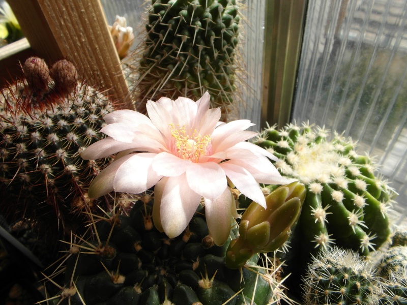 Cacti and Sukkulent in Köln, every day new flowers in the greenhouse Part 54 Bild_215