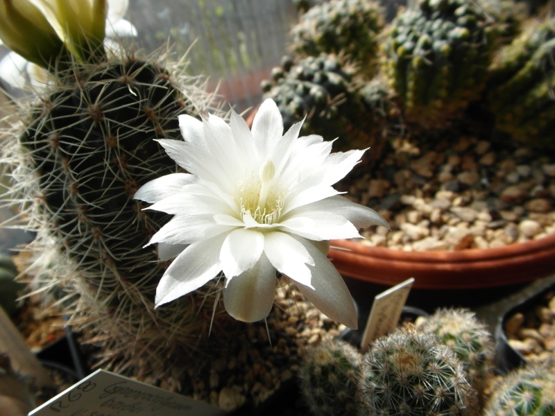 Cacti and Sukkulent in Köln, every day new flowers in the greenhouse Part 54 Bild_217