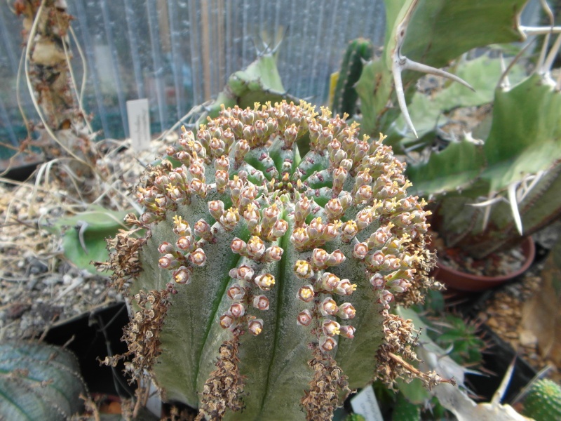 Cacti and Sukkulent in Köln, every day new flowers in the greenhouse Part 54 Bild_225