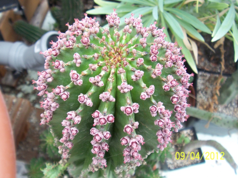 Cacti and Sukkulent in Köln, every day new flowers in the greenhouse Part 54 Bild_226