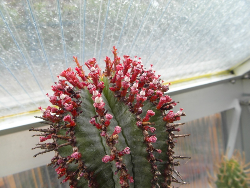 Cacti and Sukkulent in Köln, every day new flowers in the greenhouse Part 54 Bild_227