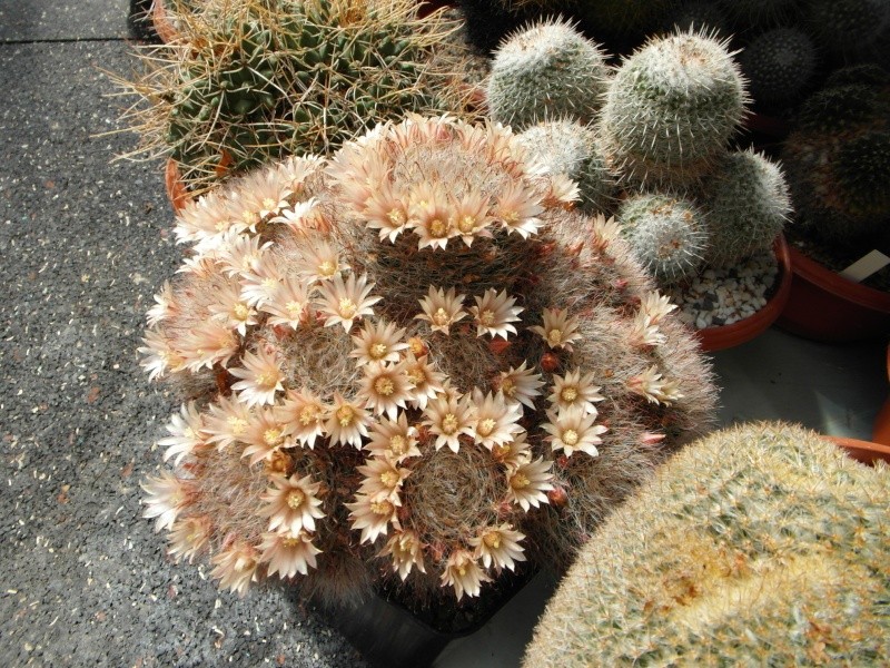 Cacti and Sukkulent in Köln, every day new flowers in the greenhouse Part 54 Bild_229