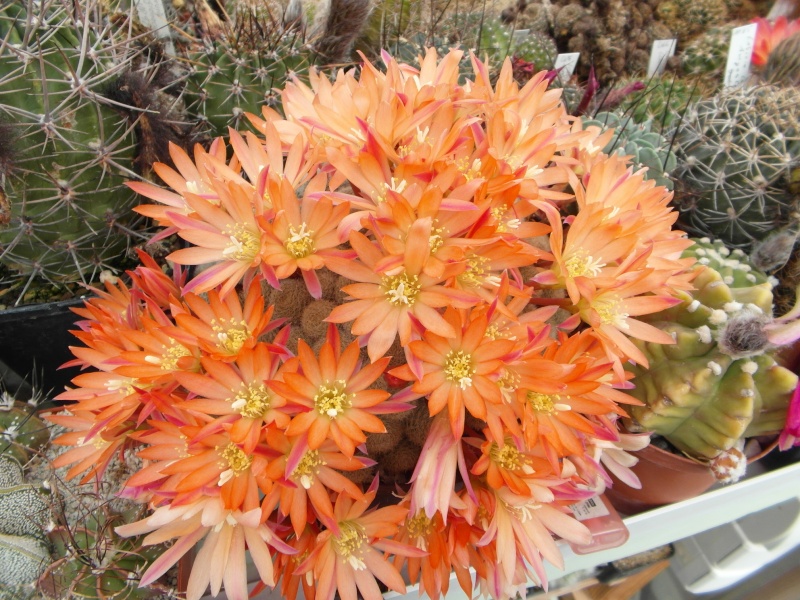 Cacti and Sukkulent in Köln, every day new flowers in the greenhouse Part 54 Bild_230