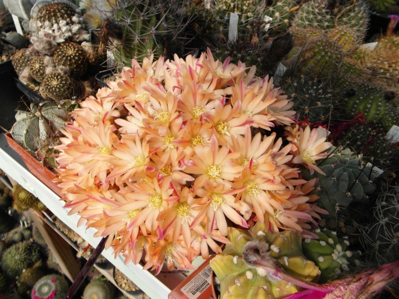 Cacti and Sukkulent in Köln, every day new flowers in the greenhouse Part 54 Bild_231