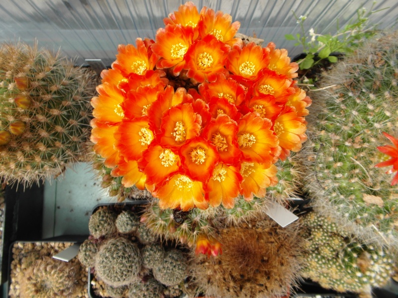 Cacti and Sukkulent in Köln, every day new flowers in the greenhouse Part 54 Bild_232