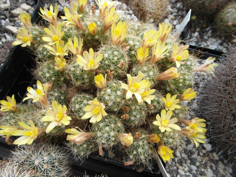 Cacti and Sukkulent in Köln, every day new flowers in the greenhouse Part 54 Bild_233