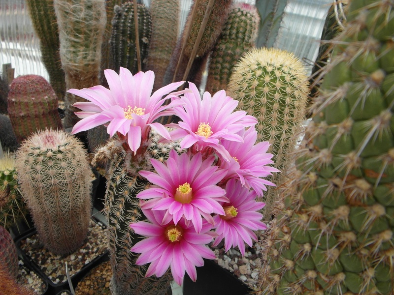 Cacti and Sukkulent in Köln, every day new flowers in the greenhouse Part 54 Bild_234