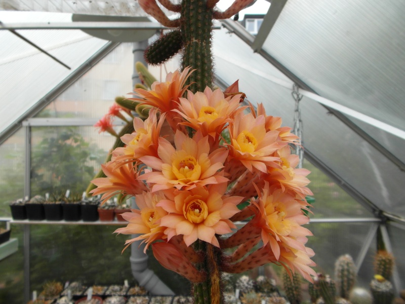 Cacti and Sukkulent in Köln, every day new flowers in the greenhouse Part 54 Bild_235